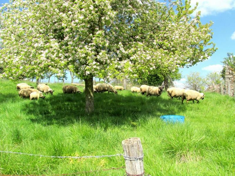 La Taniere Douce Bed & Breakfast Soulaucourt-sur-Mouzon ภายนอก รูปภาพ
